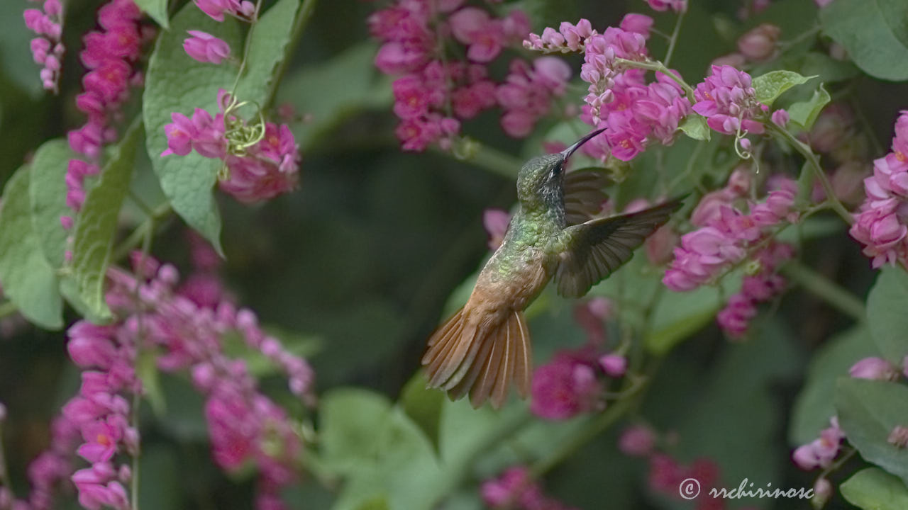 Amazilia hummingbird