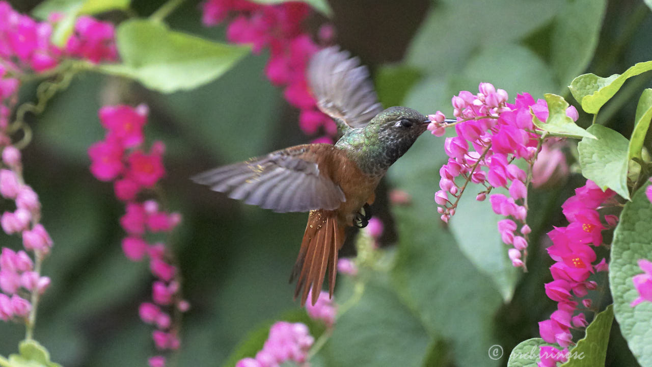 Amazilia hummingbird