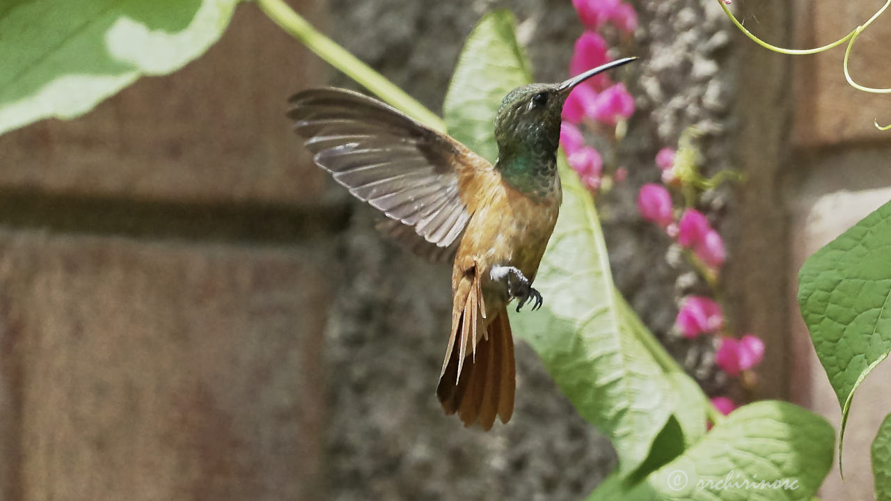 Amazilia hummingbird