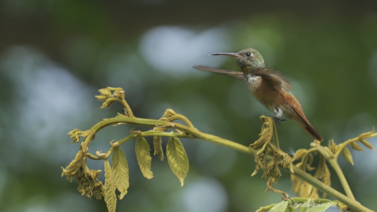 Amazilia hummingbird