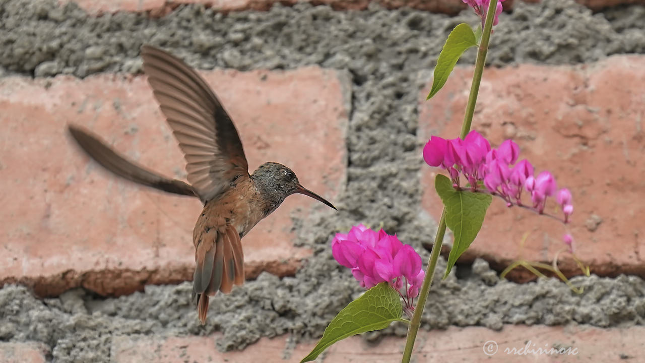 Amazilia hummingbird