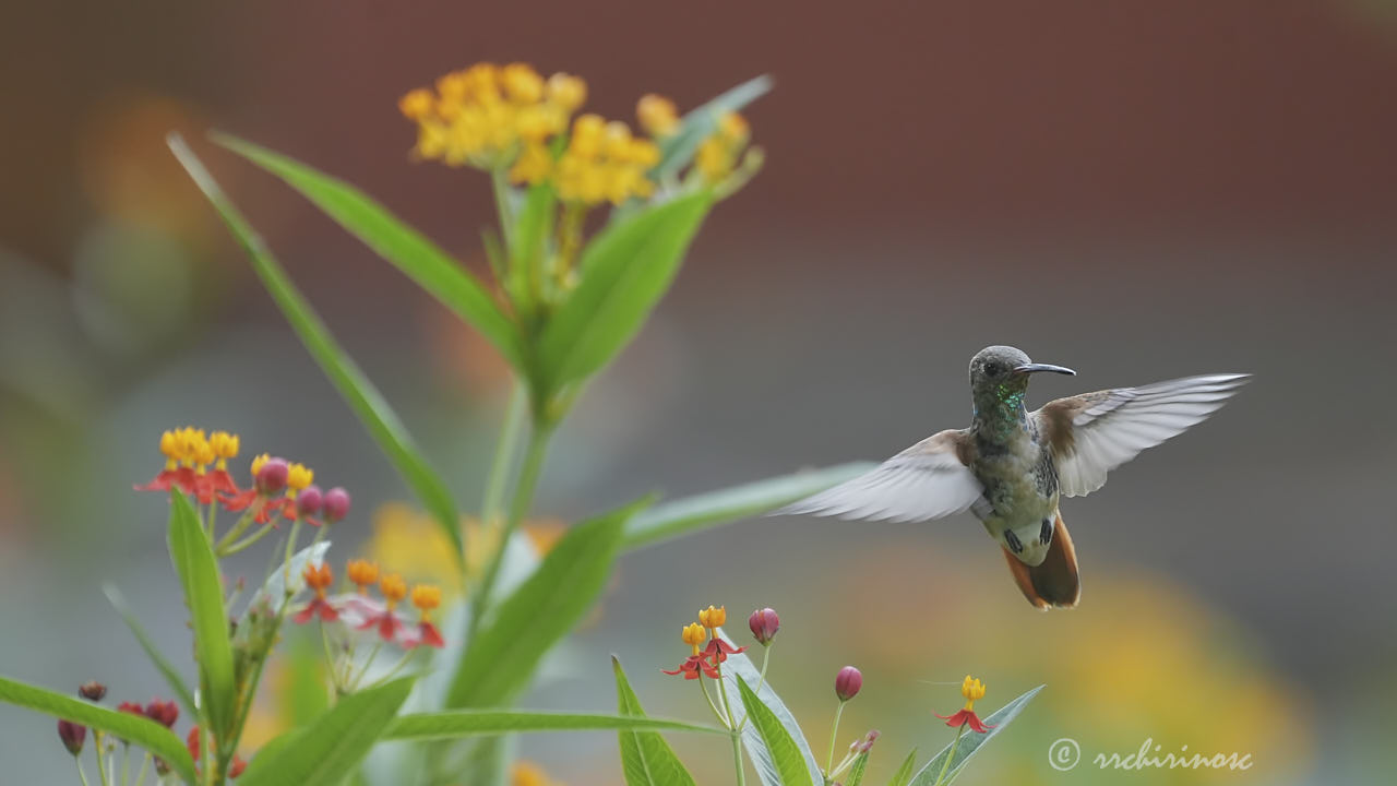 Amazilia hummingbird