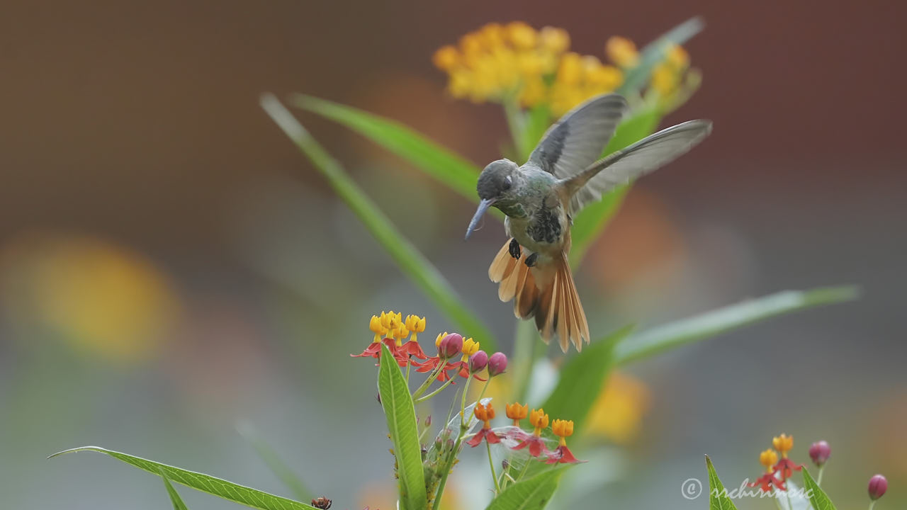 Amazilia hummingbird