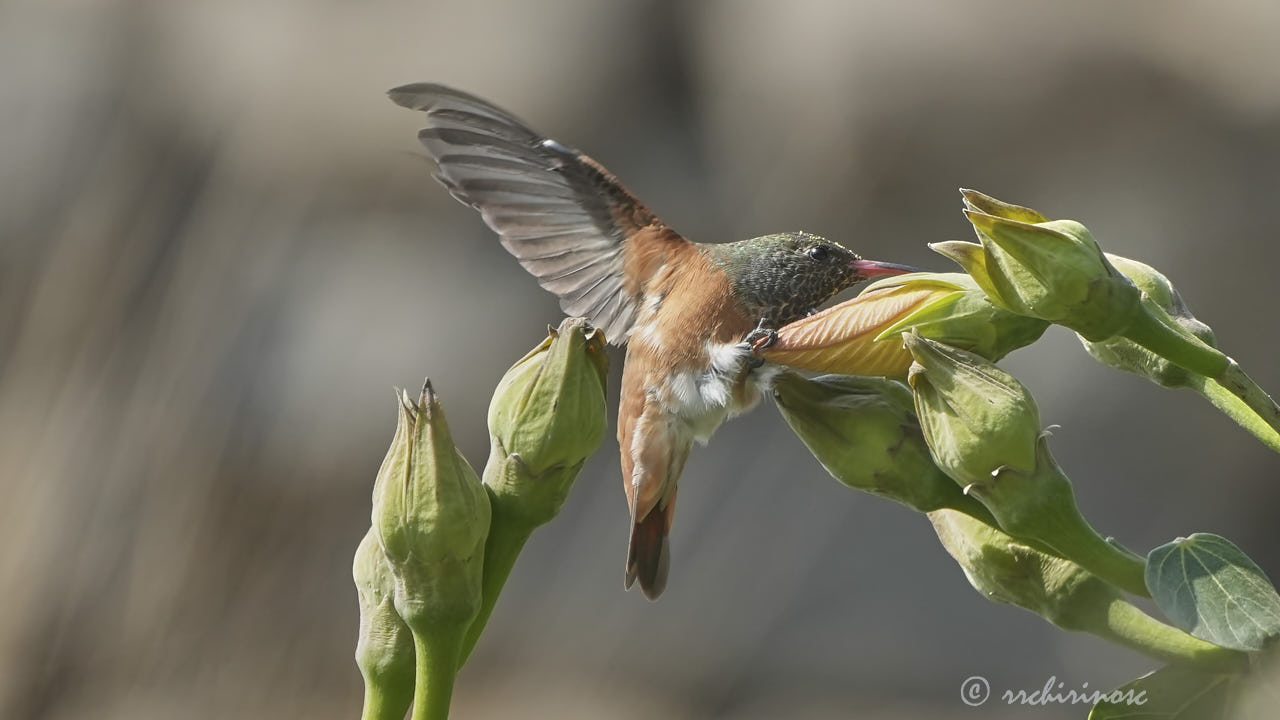 Amazilia hummingbird