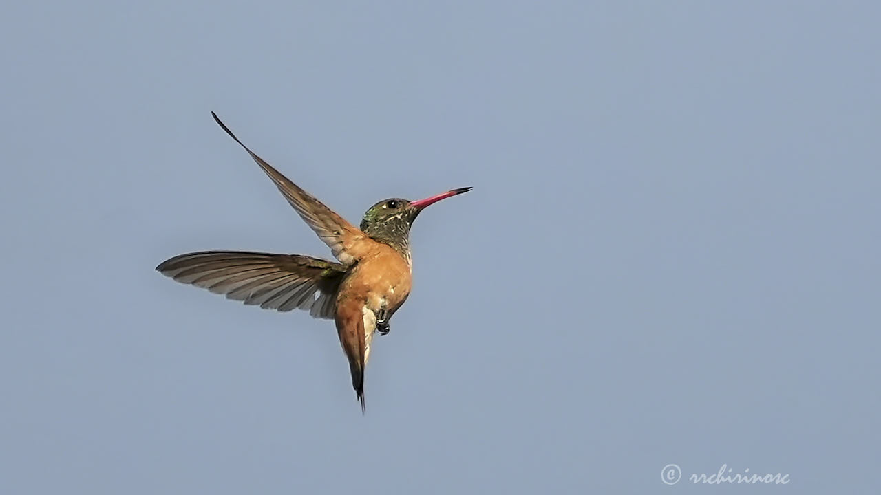 Amazilia hummingbird