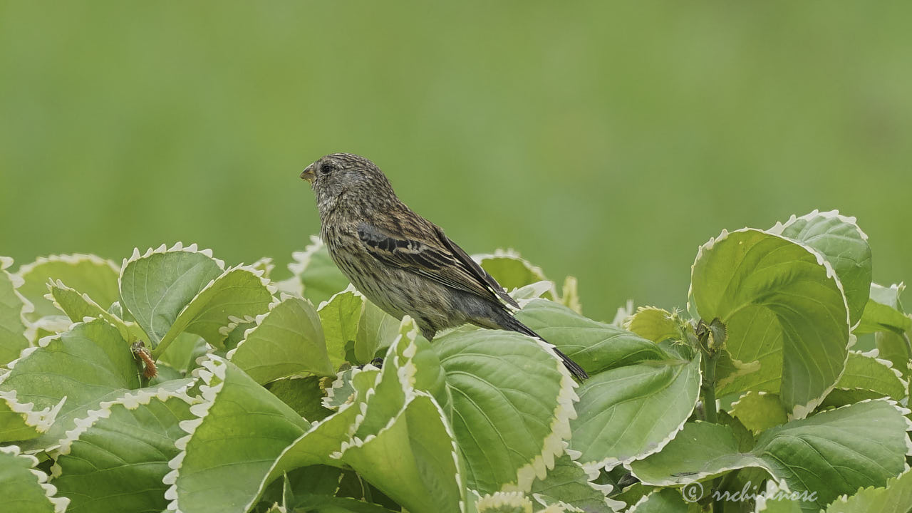 Band-tailed seedeater