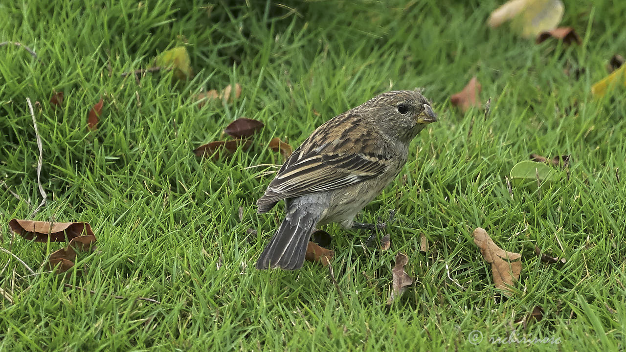 Band-tailed seedeater