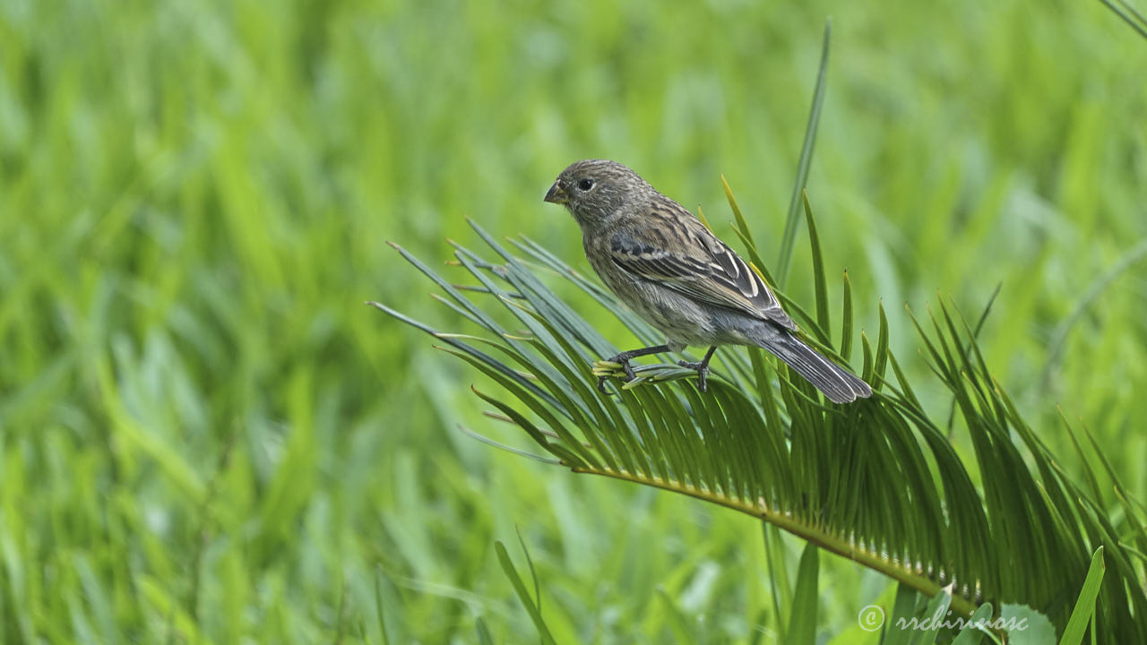 Band-tailed seedeater