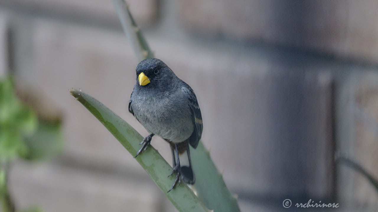 Band-tailed seedeater