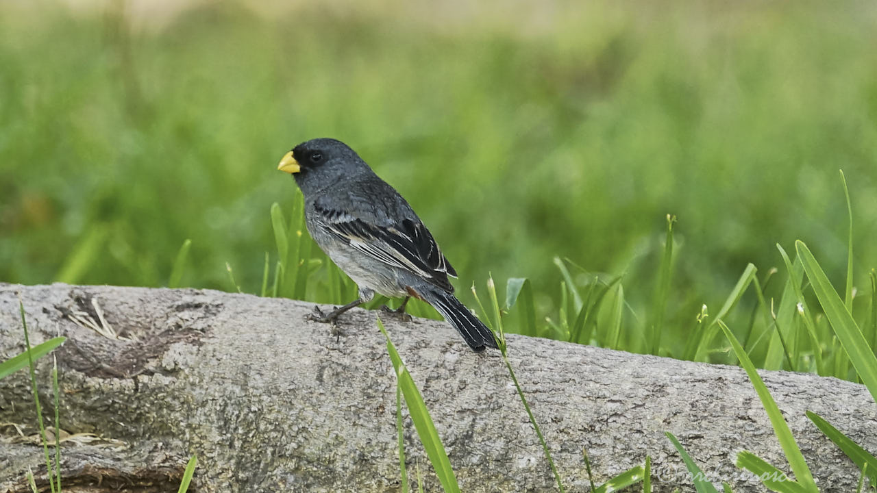 Band-tailed seedeater