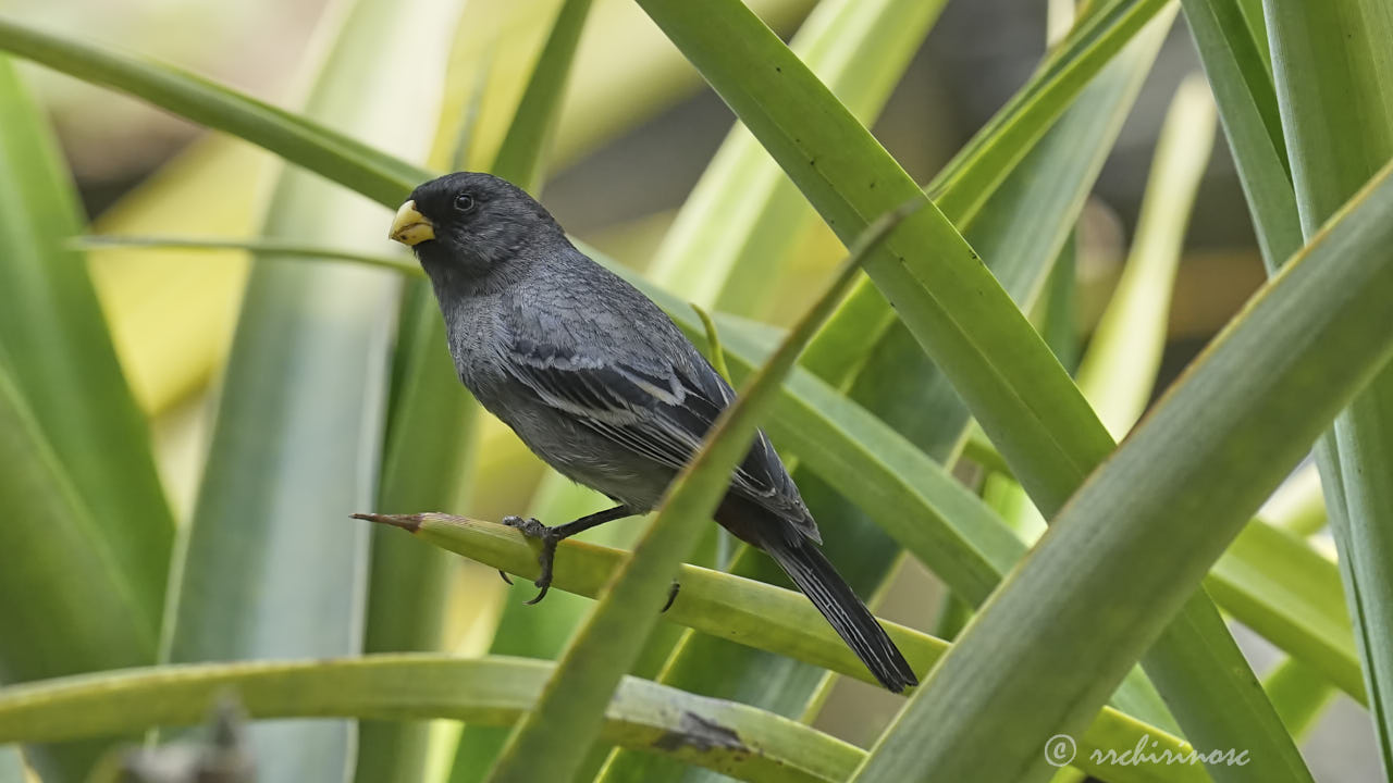 Band-tailed seedeater