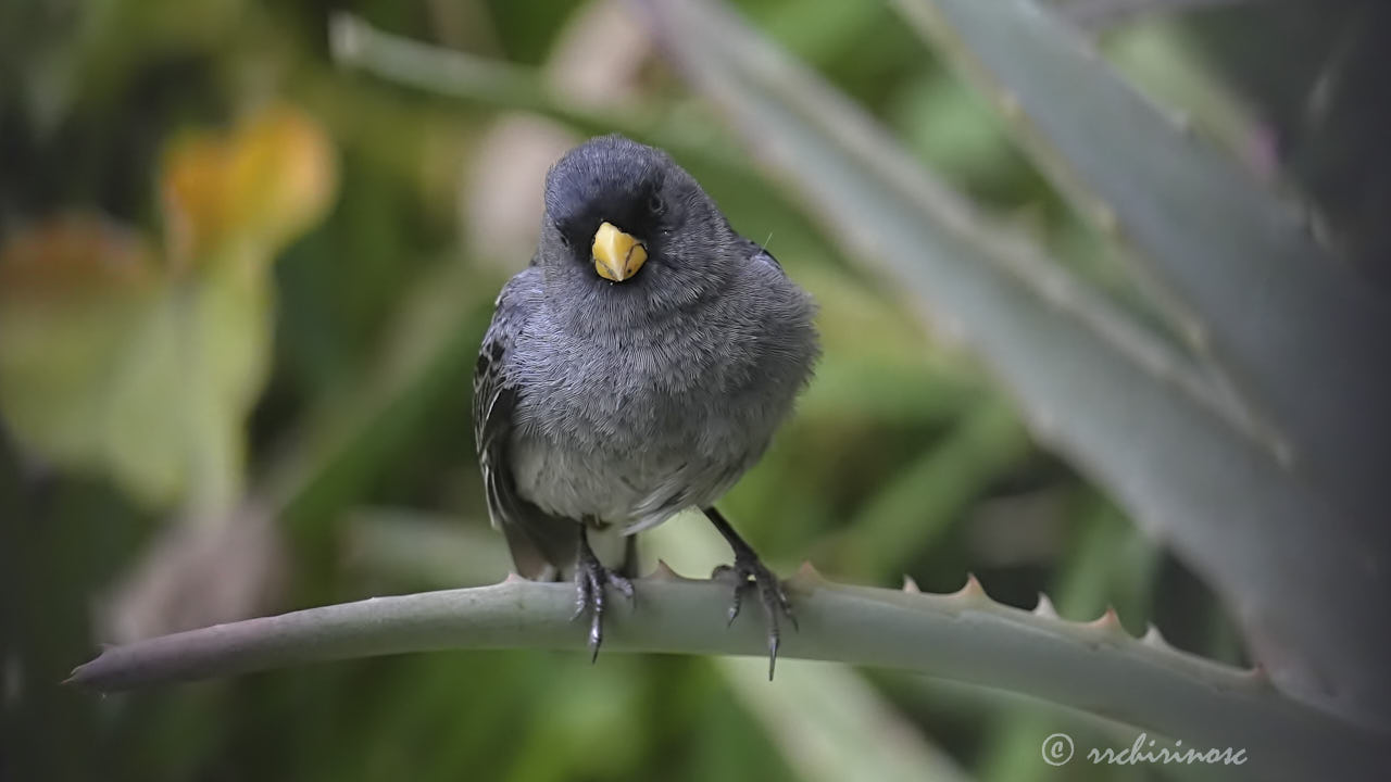 Band-tailed seedeater