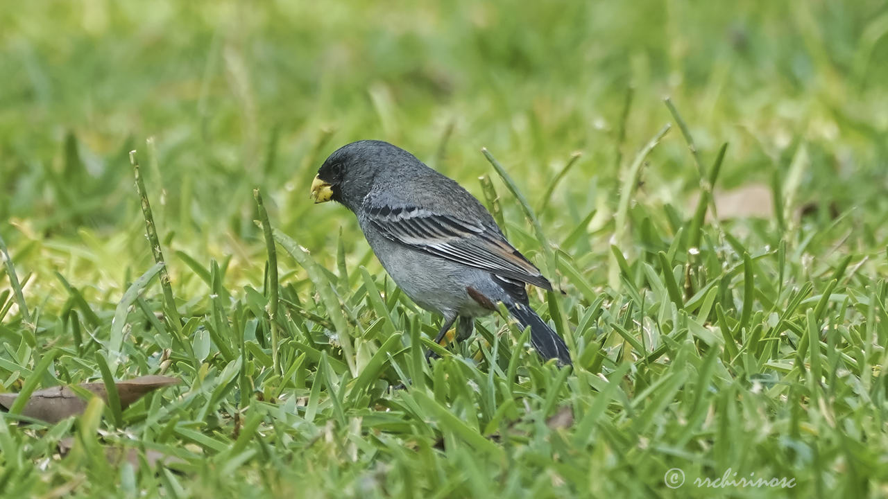 Band-tailed seedeater