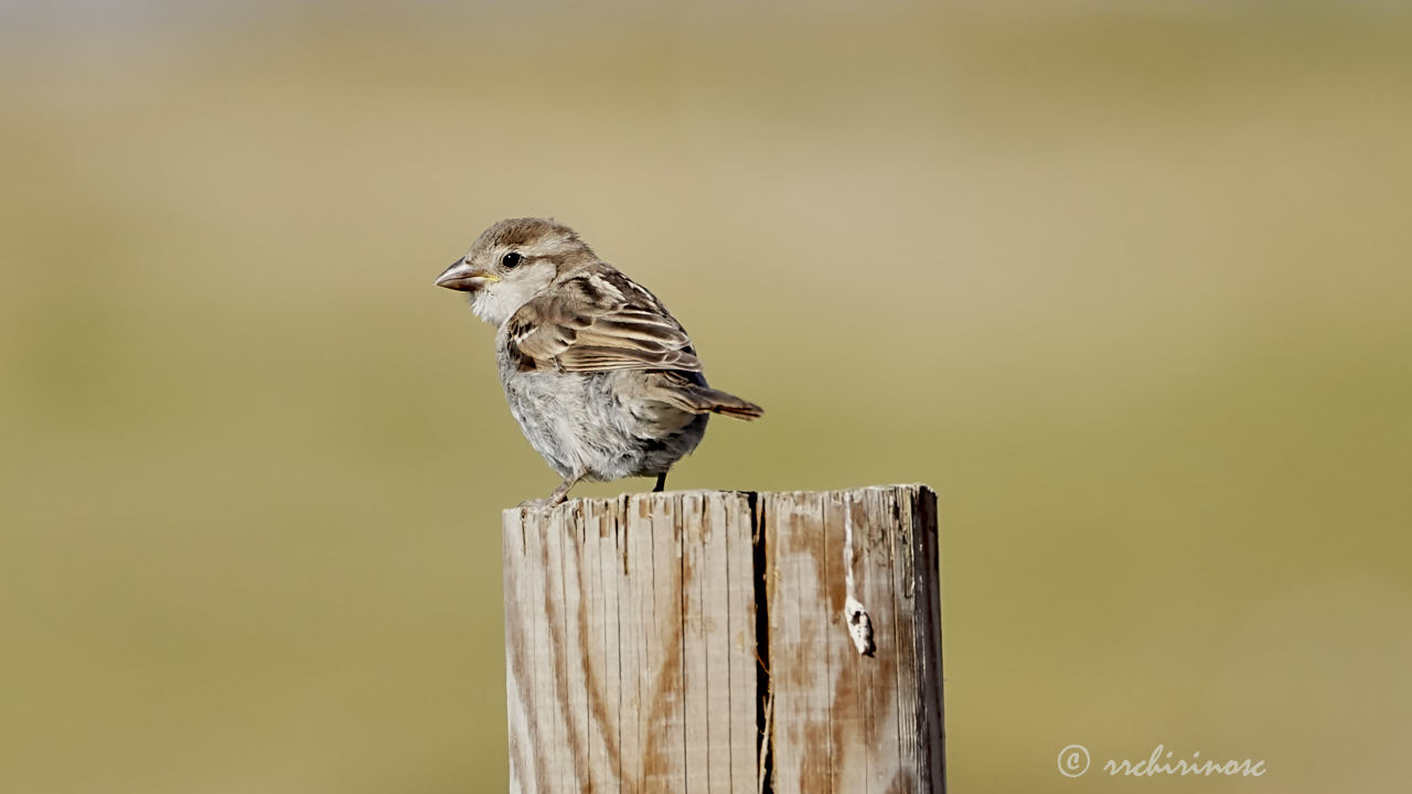 House sparrow