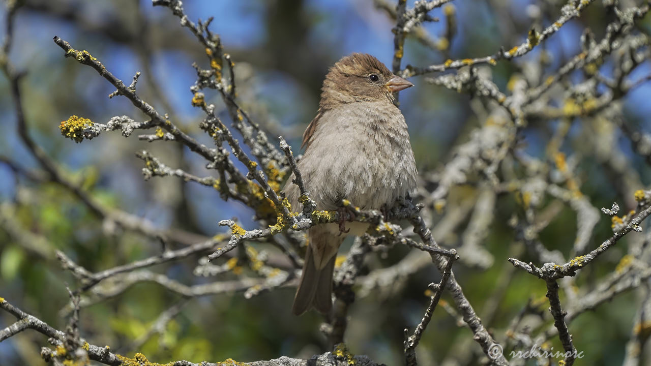 House sparrow