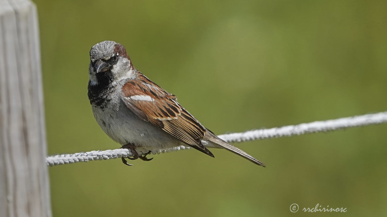 House sparrow