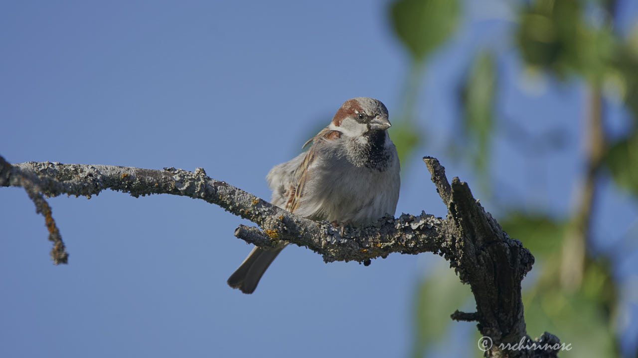 House sparrow