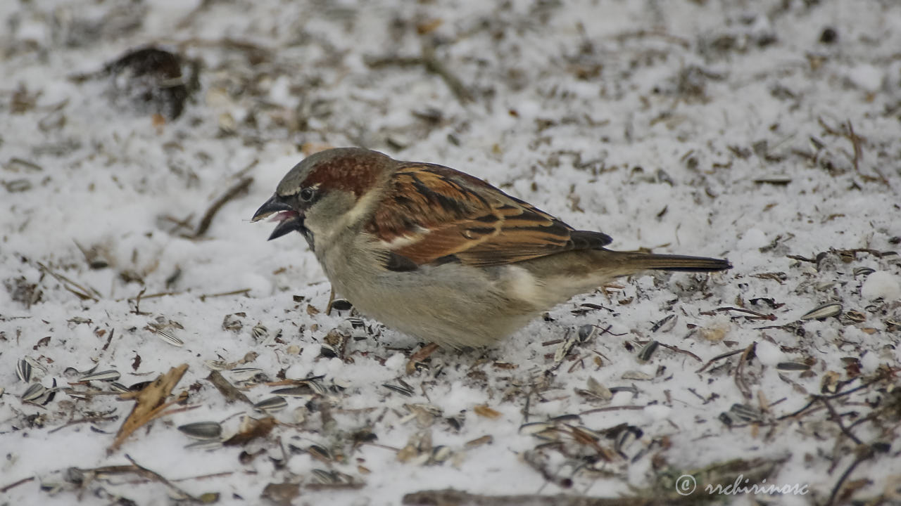 House sparrow