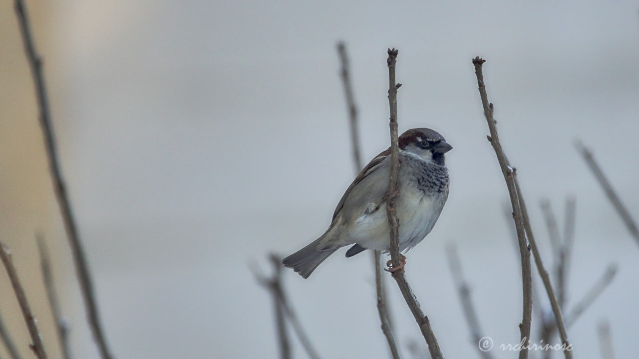 House sparrow