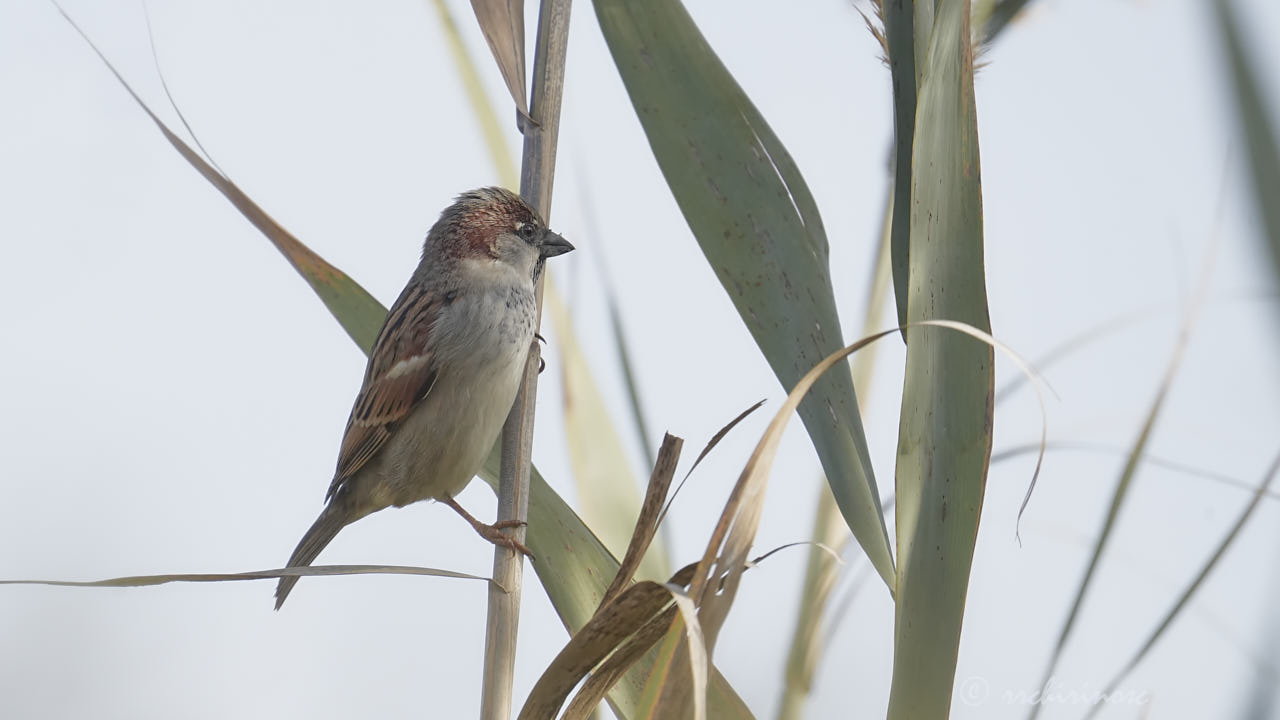 House sparrow