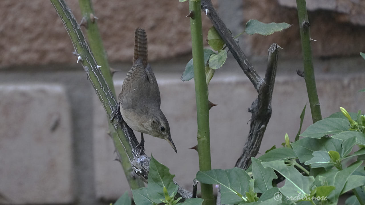 House wren