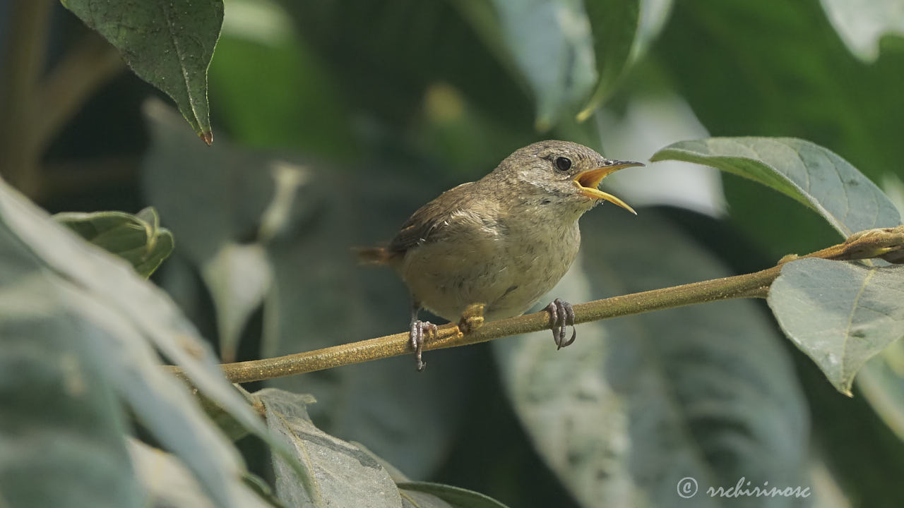 House wren