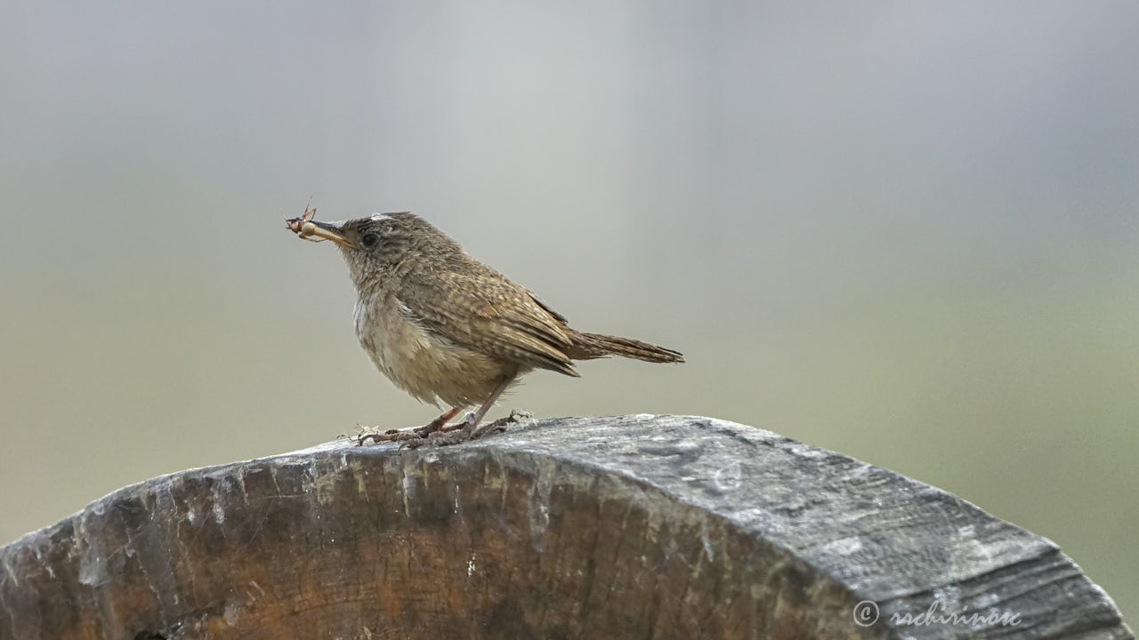 House wren