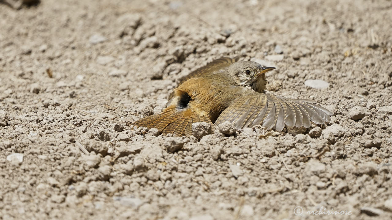 House wren