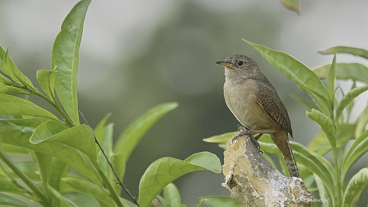 House wren