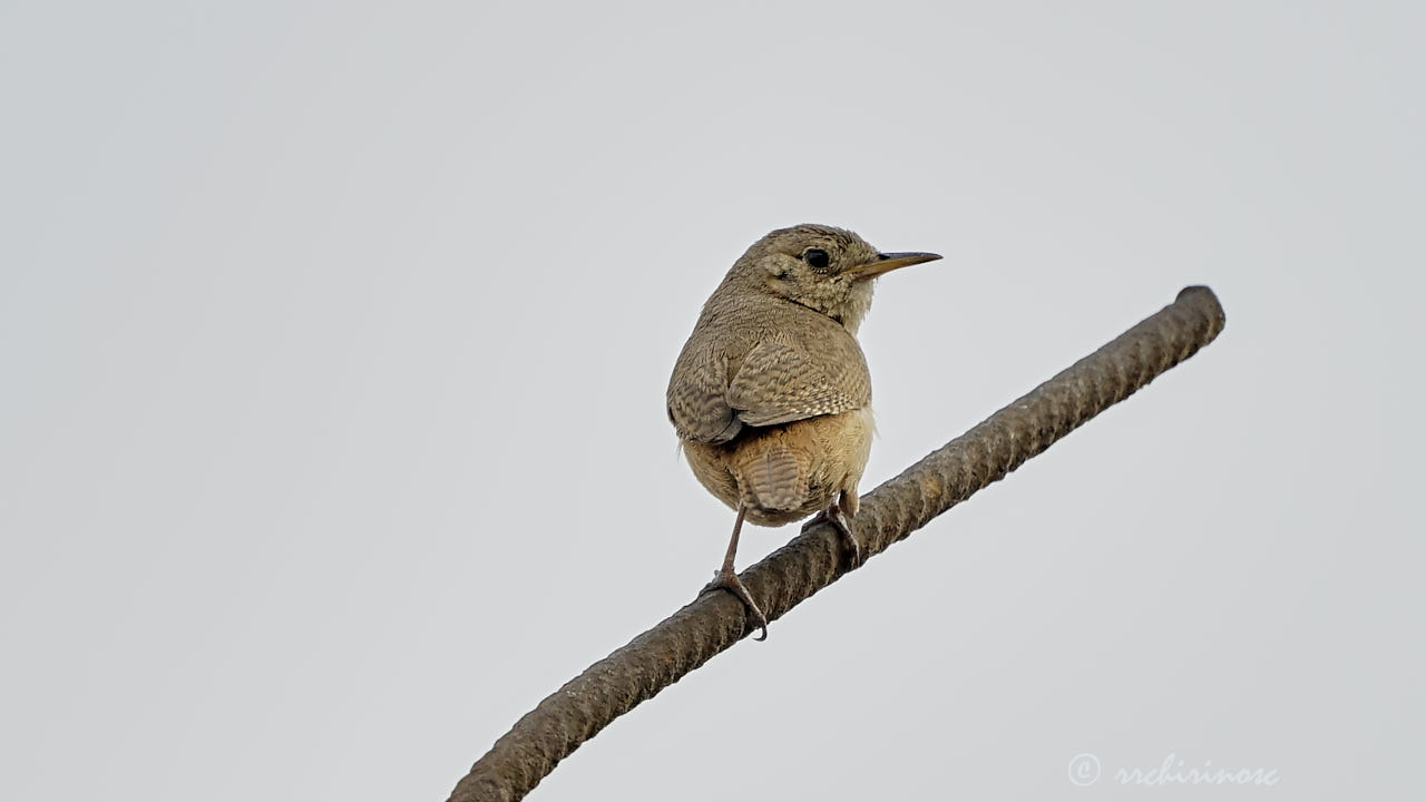 House wren