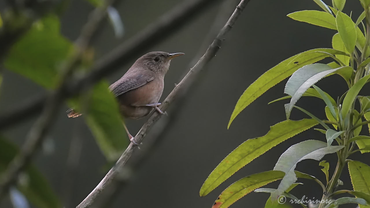 House wren