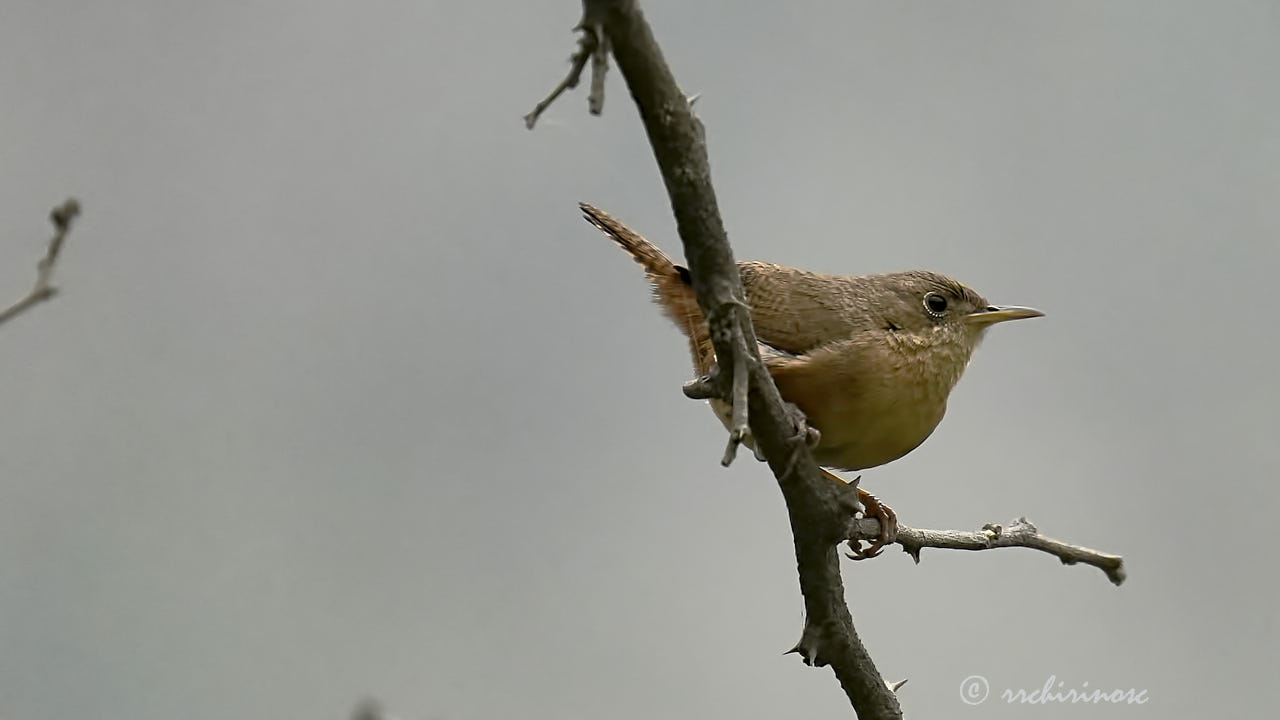 House wren