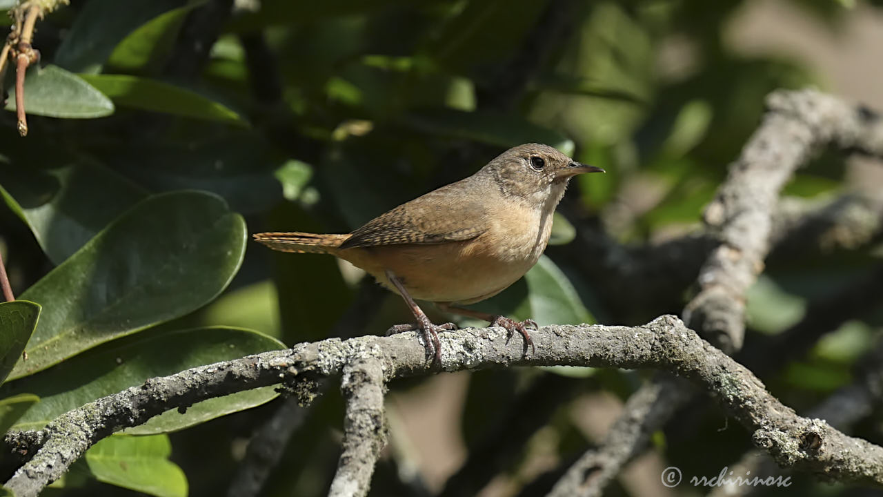 House wren