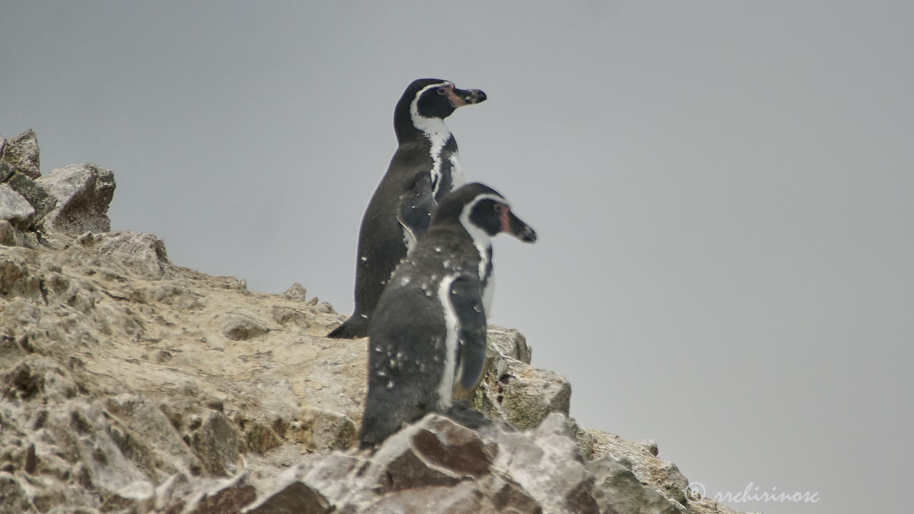 Humboldt penguin