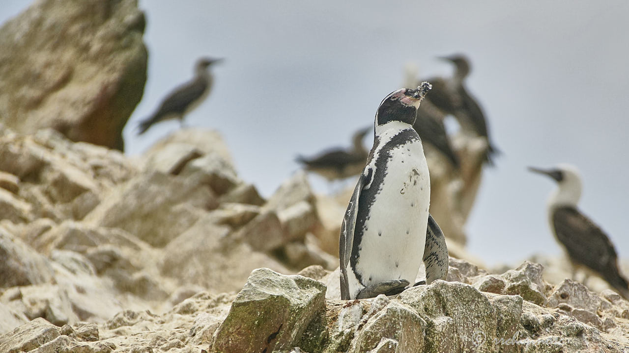 Humboldt penguin