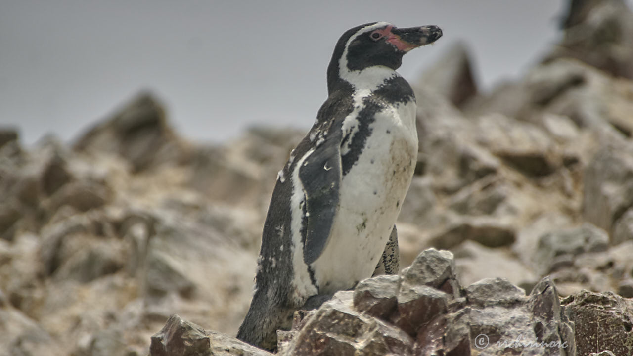 Humboldt penguin