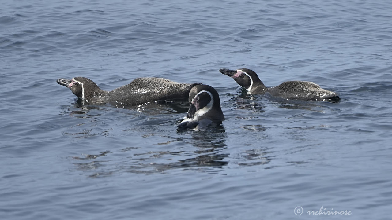 Humboldt penguin