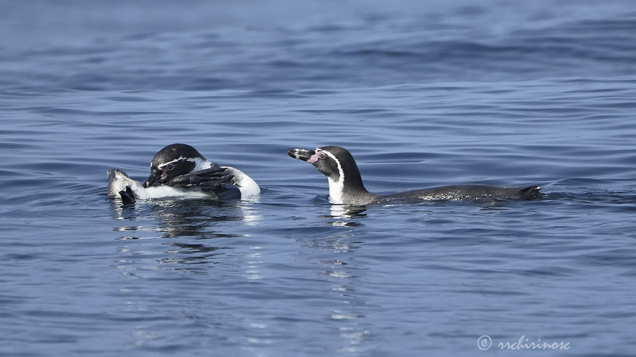 Humboldt penguin