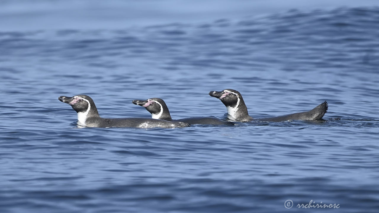 Humboldt penguin