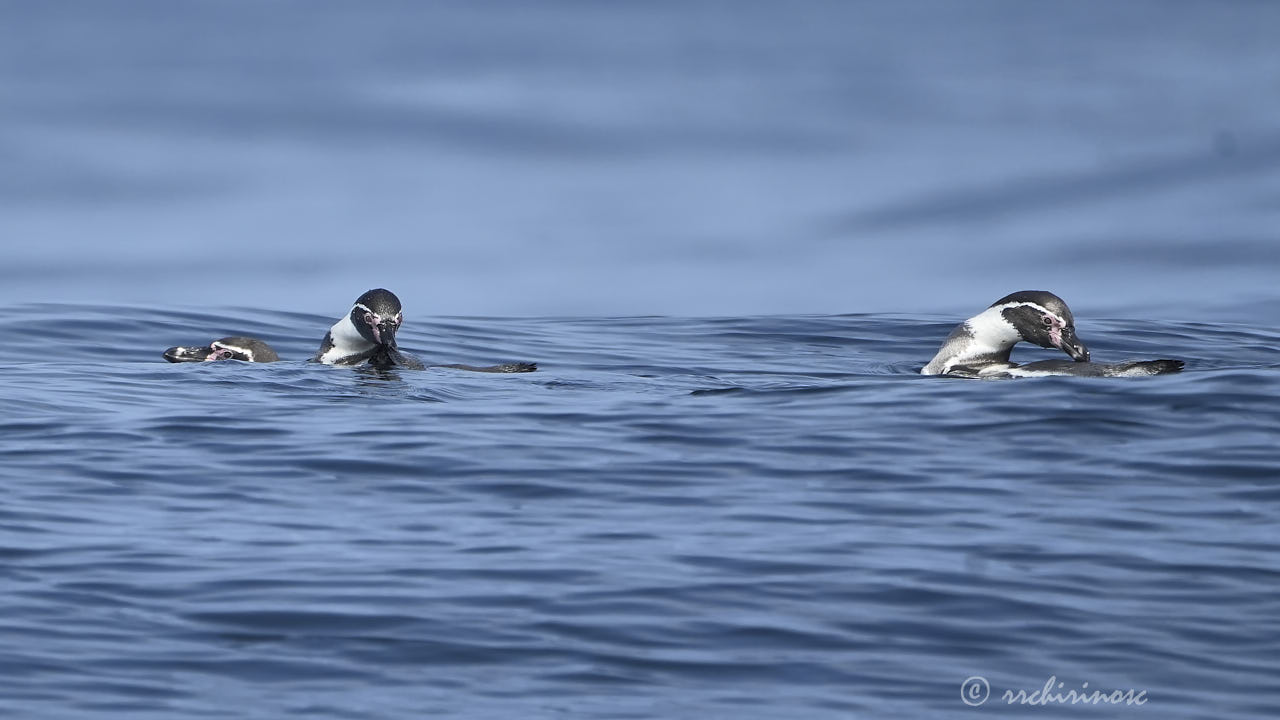 Humboldt penguin