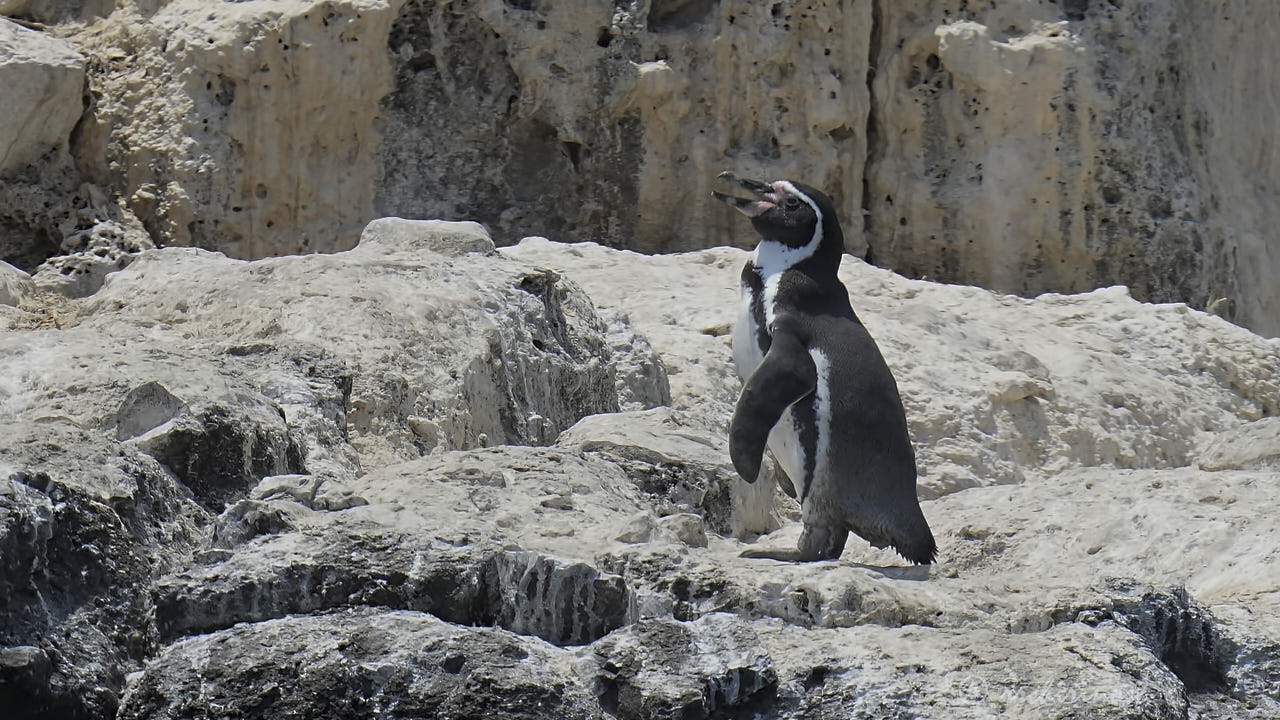 Humboldt penguin