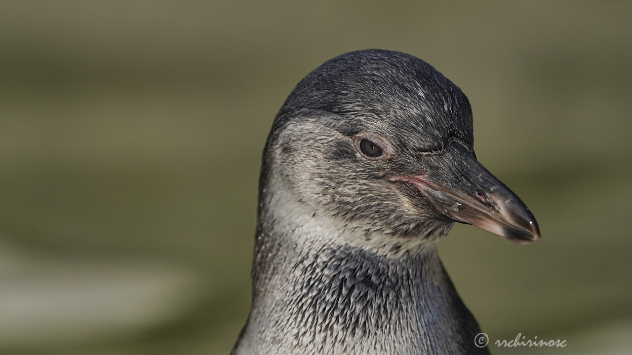 Humboldt penguin