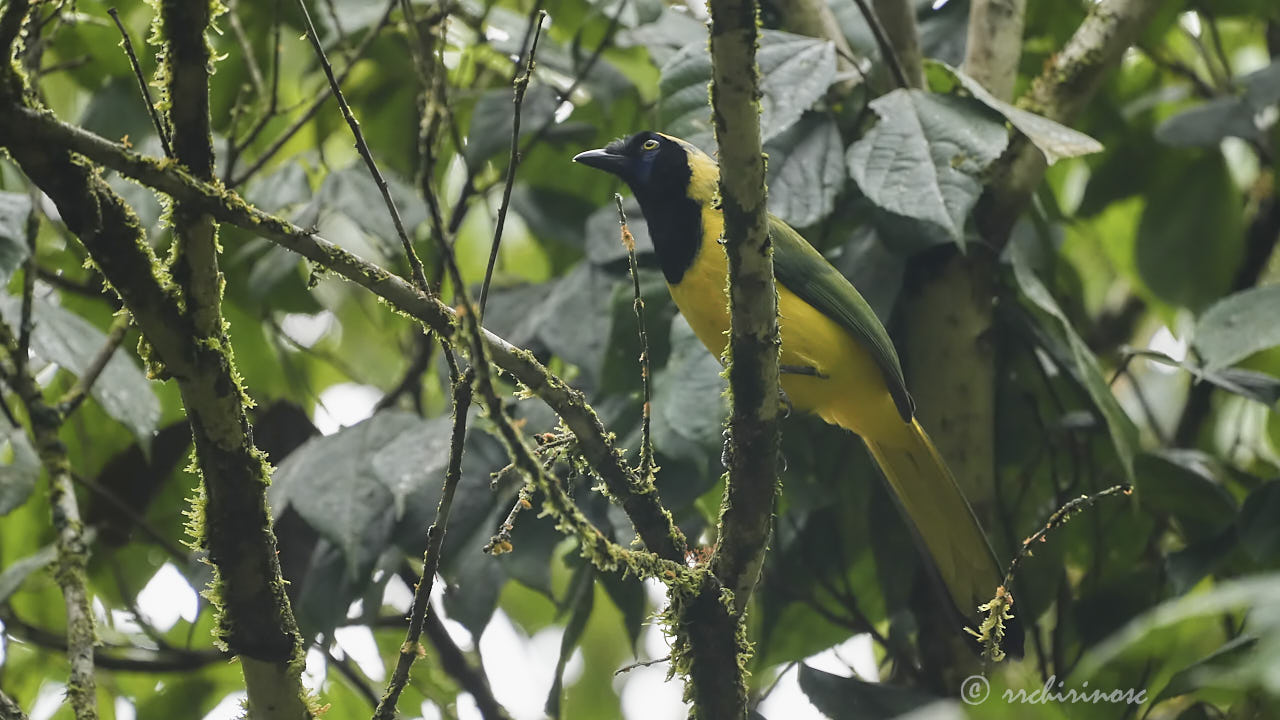 Inca jay