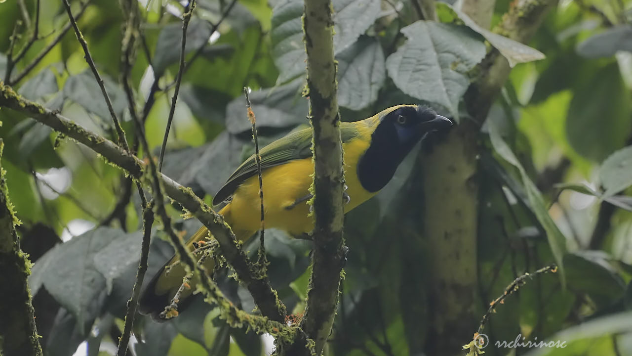 Inca jay