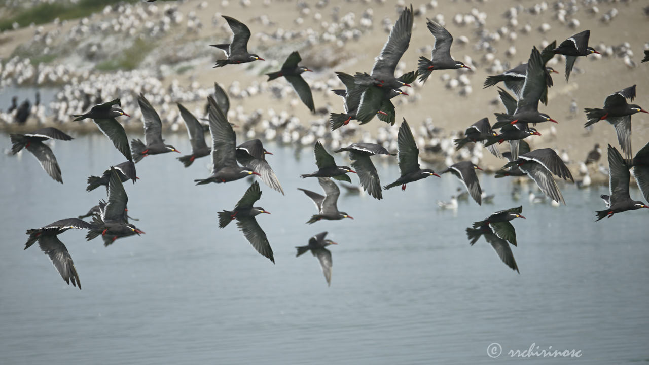 Inca tern