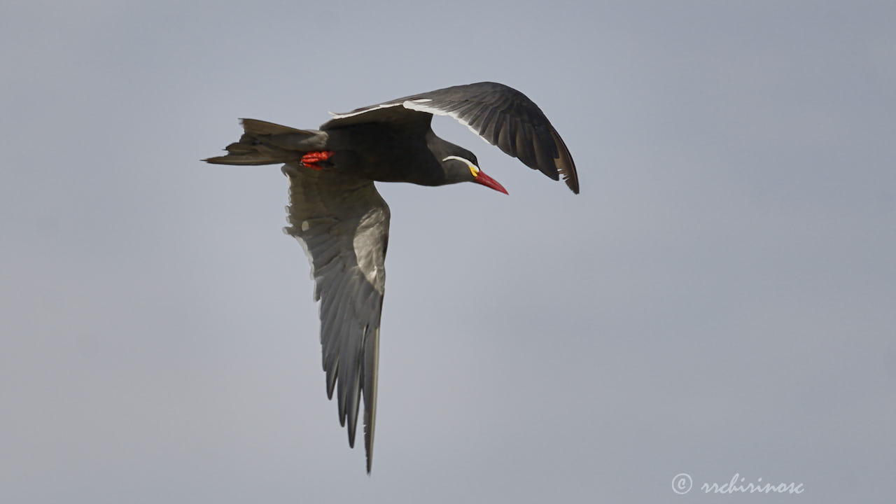 Inca tern