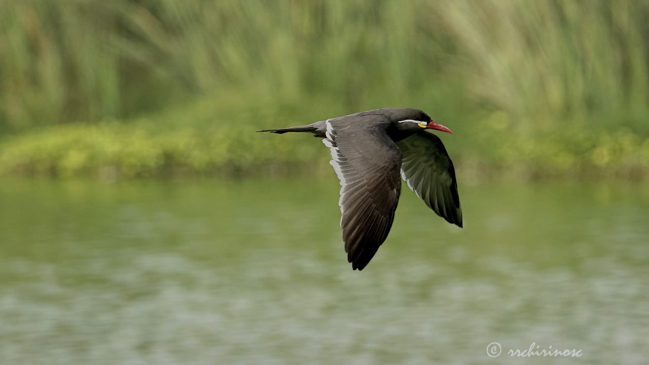 Inca tern