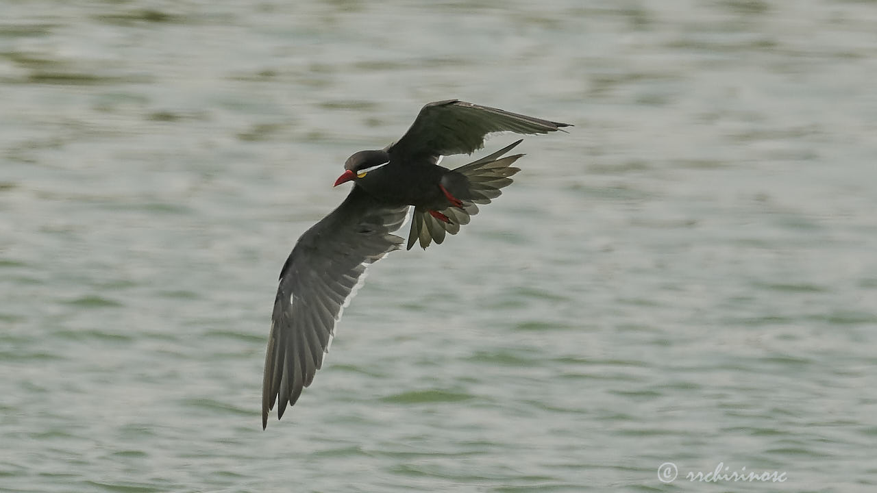 Inca tern