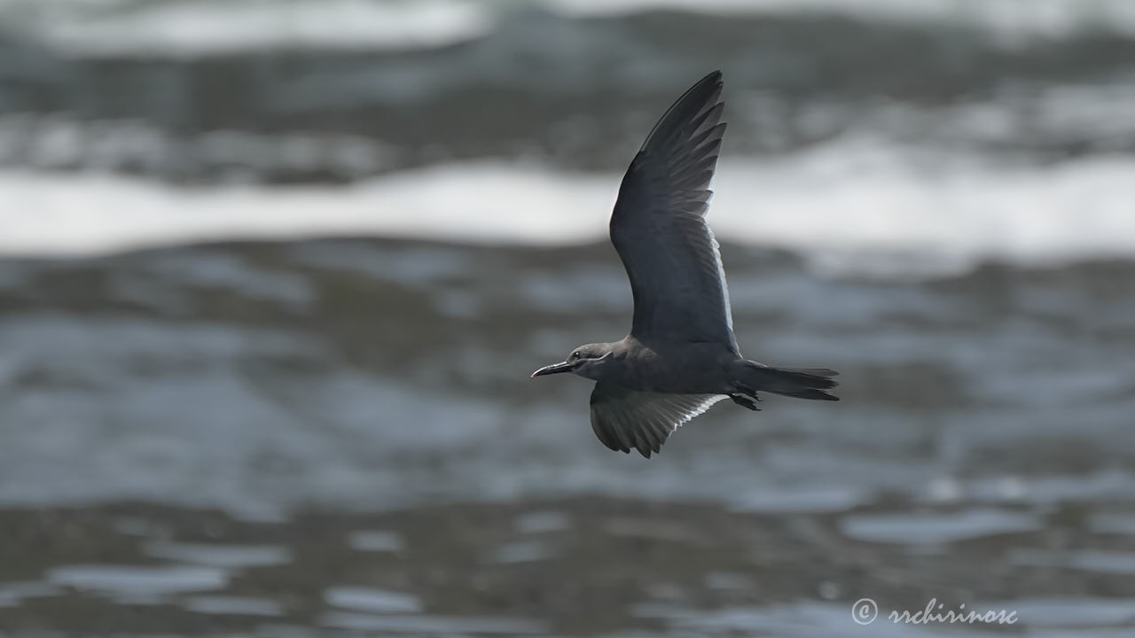 Inca tern