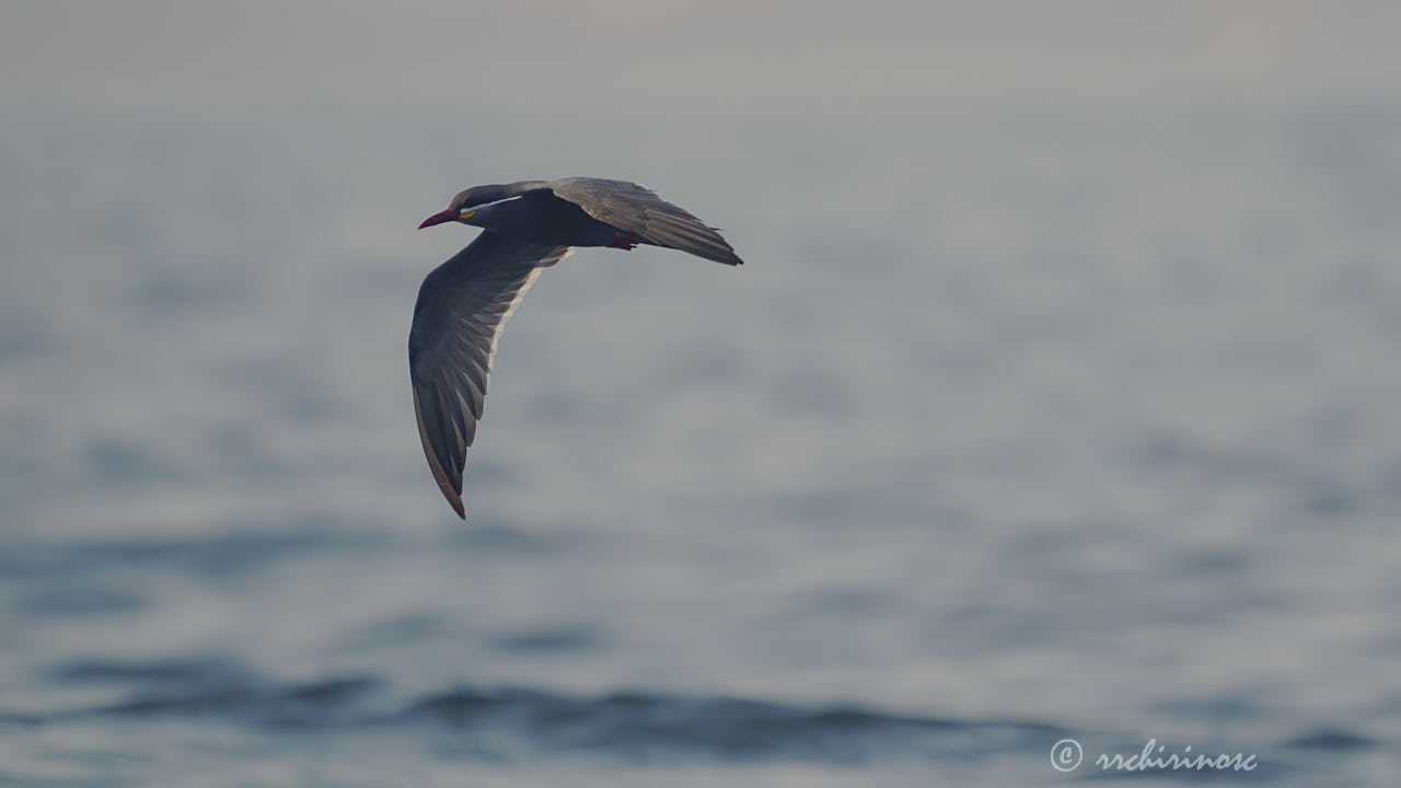 Inca tern